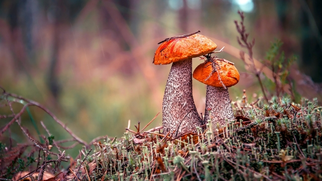 From Spores to Blooms: Unleashing the Magic of Mushroom Growing