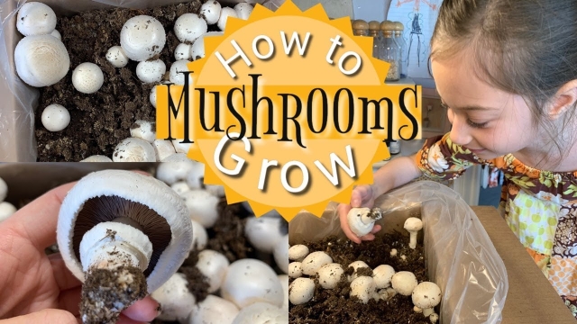 Fungi Fun: Unleashing the Magic of Mushroom Growing!