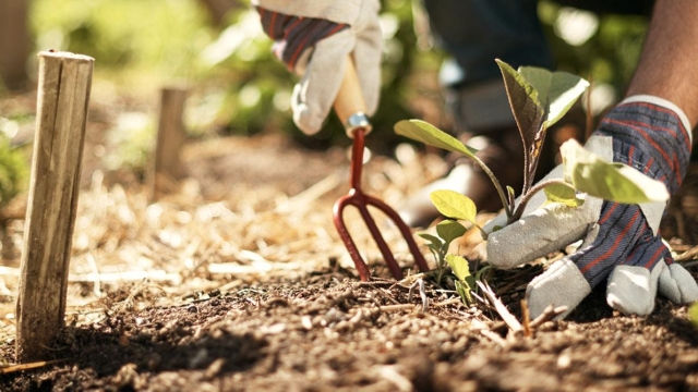 Unleashing the Green Thumb: A Guide to Thriving in Organic Gardening