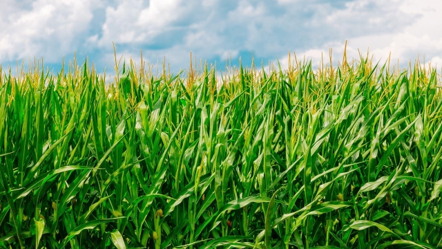 From Waves to Harvest: Unveiling the Magic of Coastal Farming