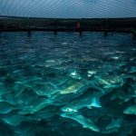 Revolutionizing the Seas: How Aquaculture Technology is Shaping the Future of Sustainable Seafood