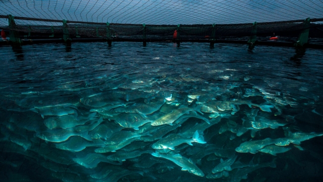 Revolutionizing the Seas: How Aquaculture Technology is Shaping the Future of Sustainable Seafood