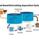 Revolutionizing the Waters: The Future of Aquaculture Technology