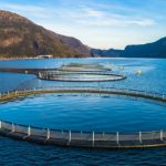 Revolutionizing the Waters: The Future of Aquaculture Technology